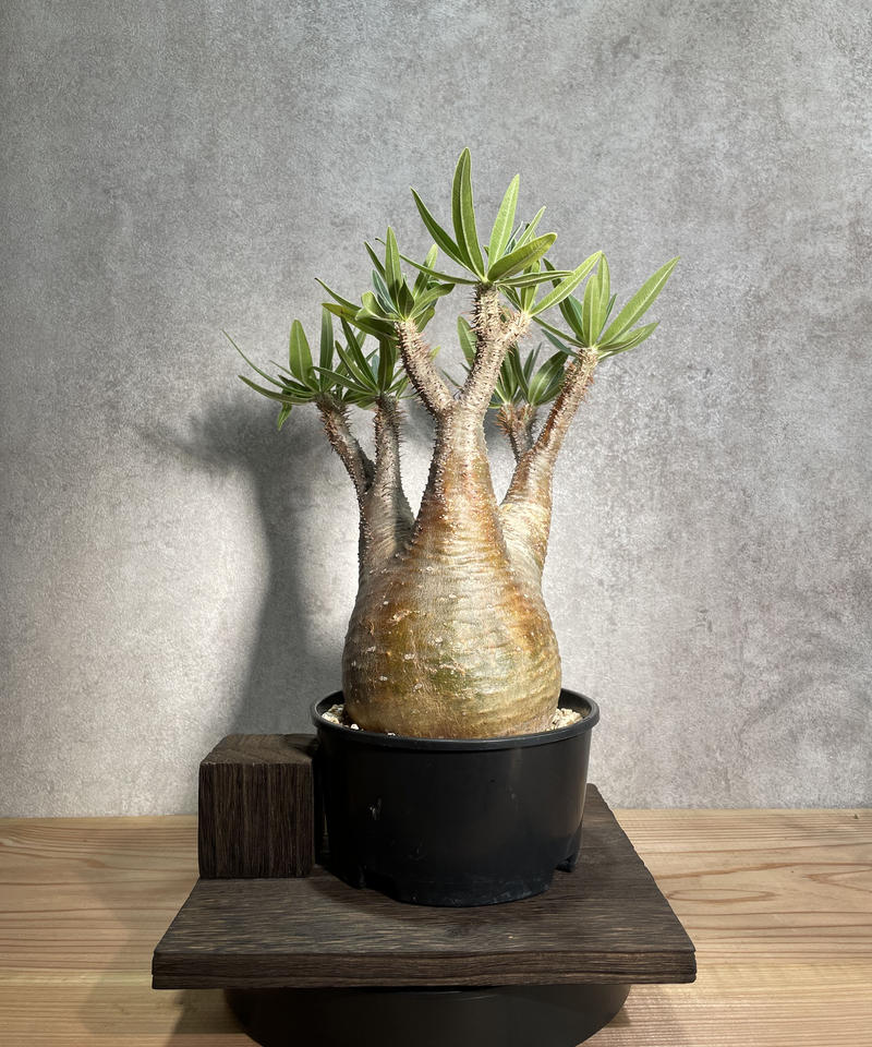 パキポディウム グラキリス Pachypodium Gracilius 発根済 商品番号g