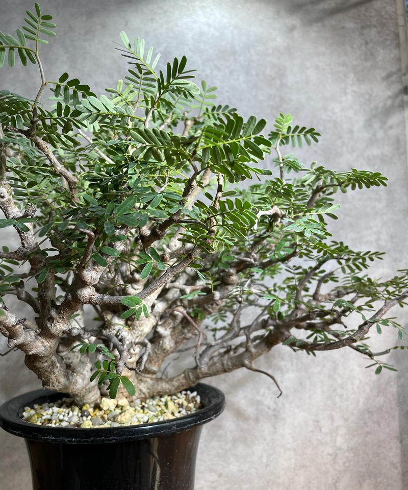 センナ メリディオナリス Senna Meridionalis 発根済 商品番号sm 12 センナ メリディオナリス Senna Meridionalis 発根済 商品番号sm 12