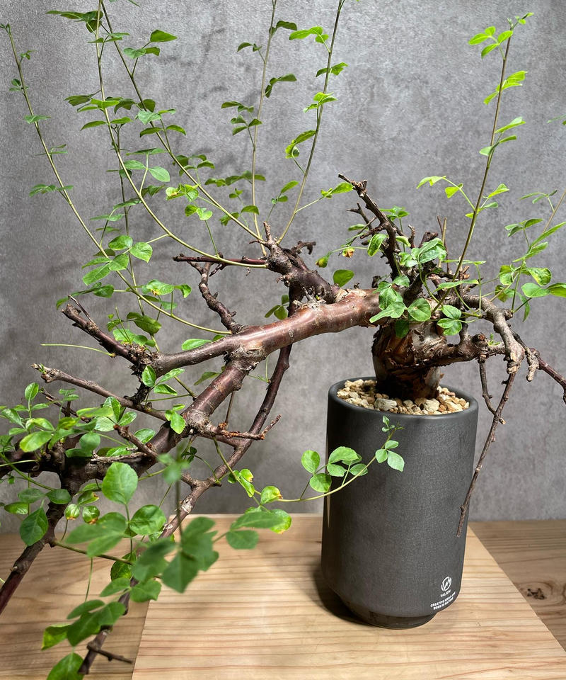 コミフォラ ボラネンシス 発根済 【公式通販】