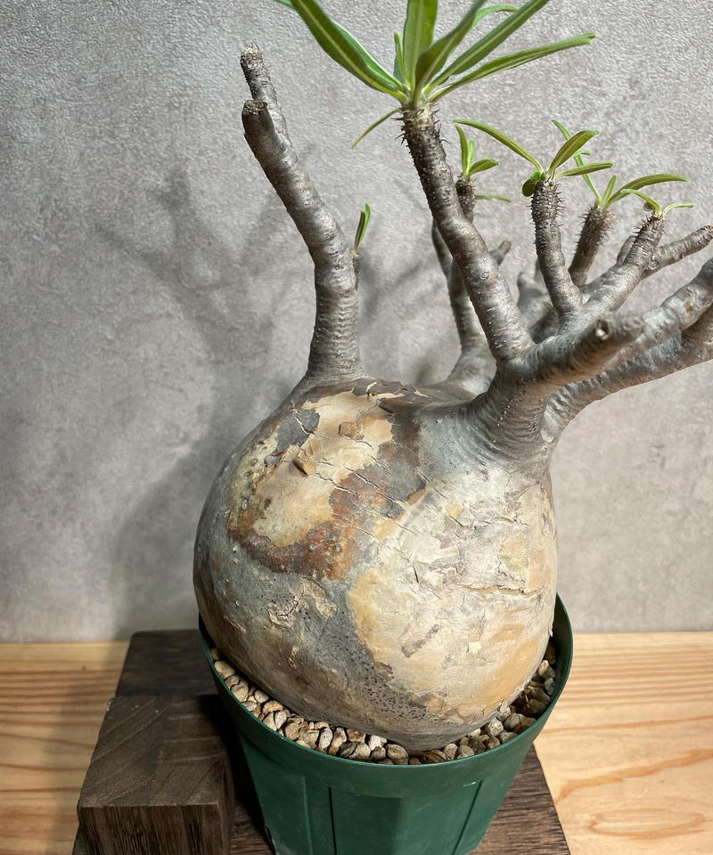 Botanize×konect fang   ボタナイズ BOTANIZE (ボタナイズ) 鉢セット 4点セット CARPE DIEM Backside works