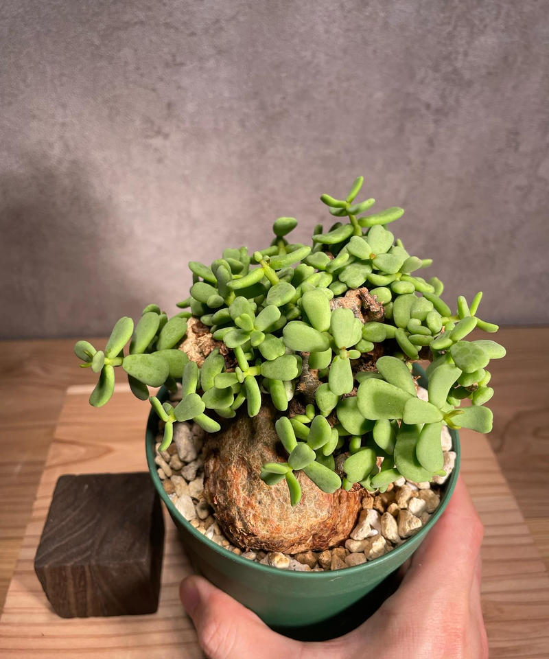 ホ3152 「現地」ケラリア ピグマエア 植え【未発根・塊根植物