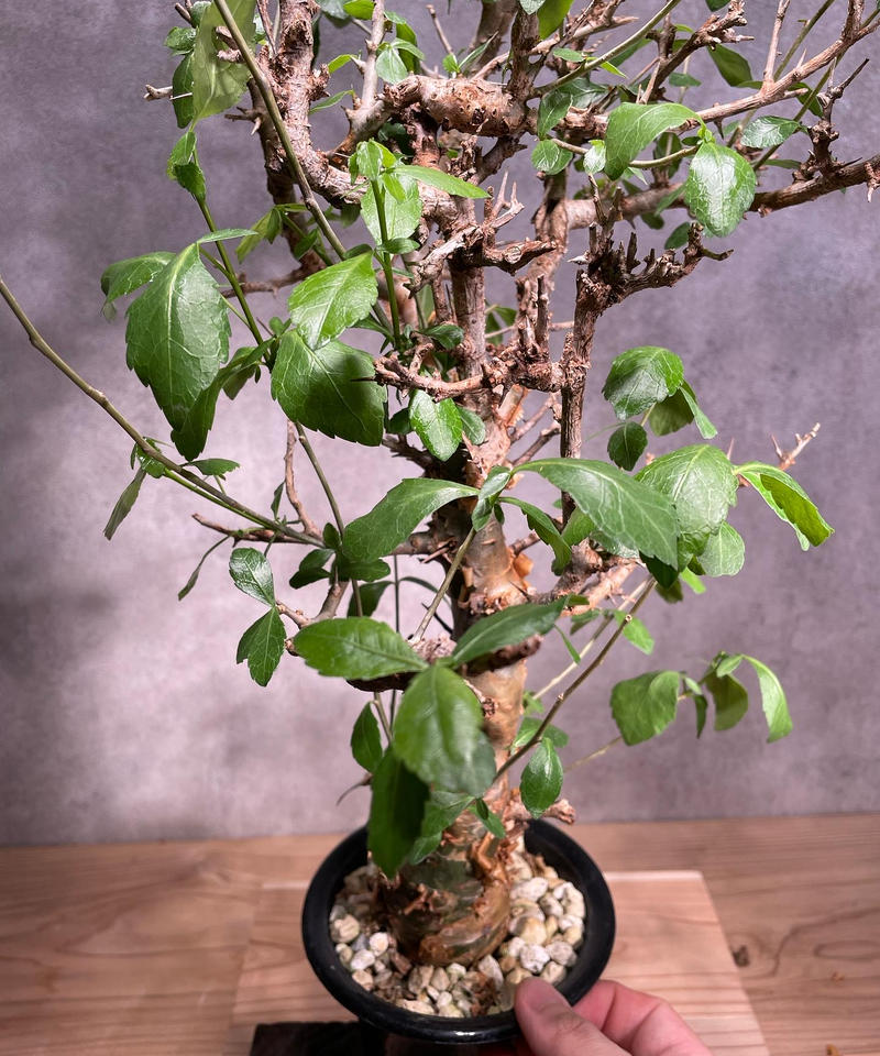 コミフォラ サクシコラ 発根済