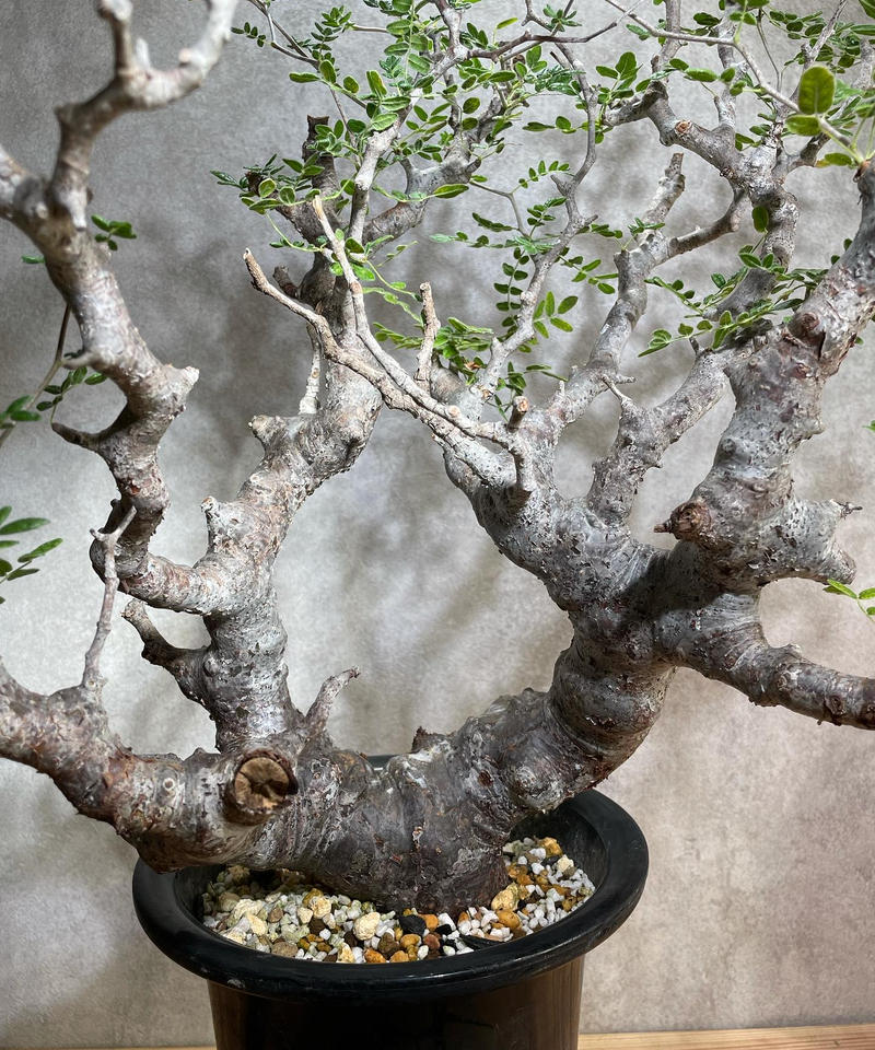 品質満点 コミフォラ モンストローサ 現地球 発根済 盆栽 鉢付 植物