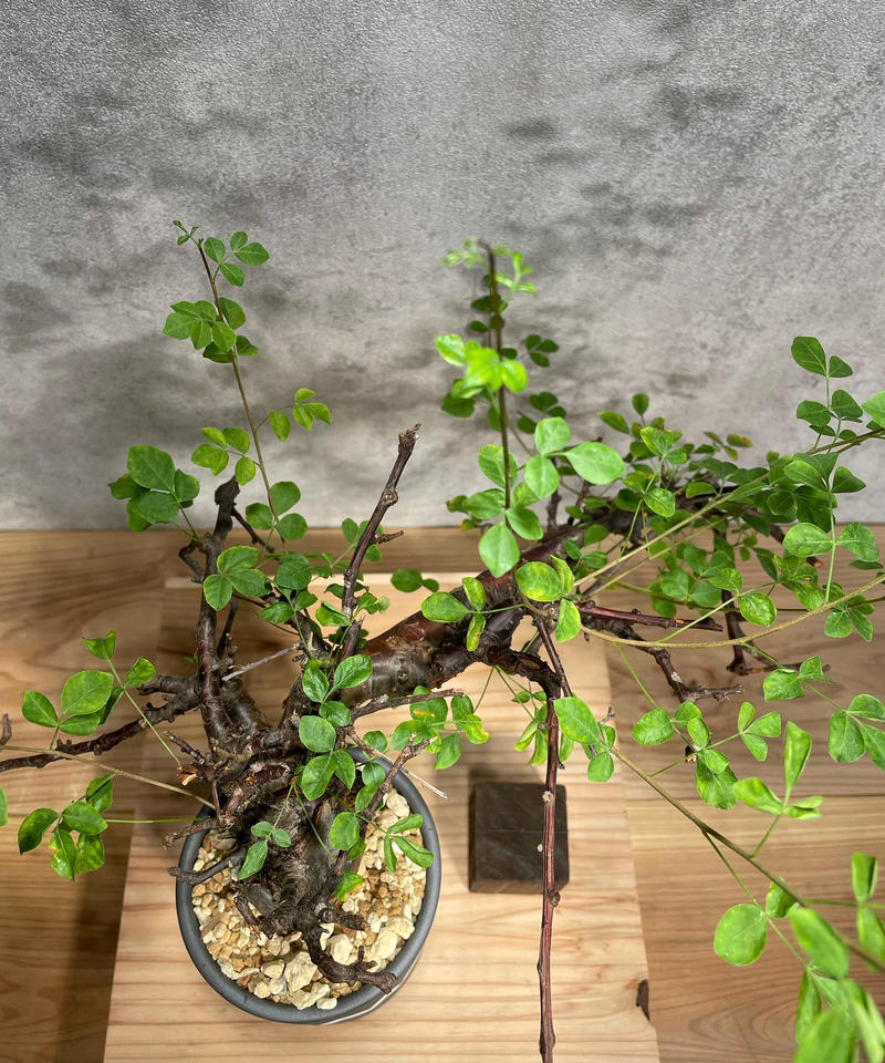 コミフォラ ボラネンシス 発根済み 灌木 コーデックス 観葉植物