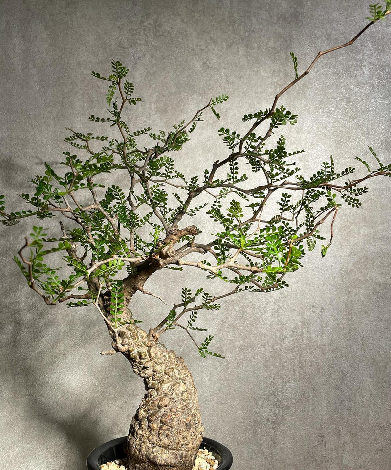 【良サイズ】現地球　ボコ肌　オペルクリカリア　パキプス　発根済み オペルクリカリアパキプス発根済みボコボコ肌コレクション