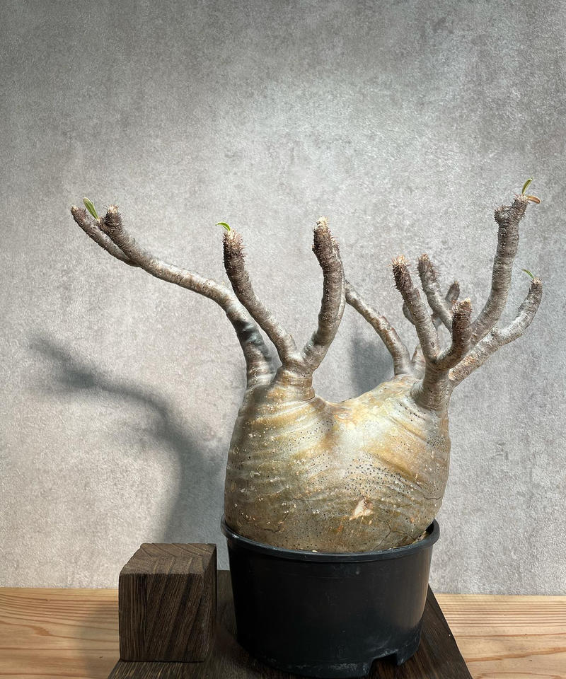 パキポディウム グラキリス Pachypodium Gracilius 発根済 塊根幅10