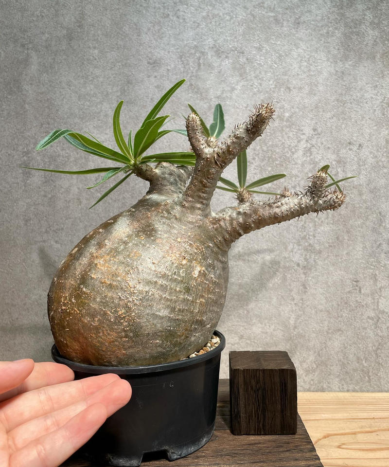 パキポディウム グラキリス Pachypodium Gracilius 発根済 塊根幅14