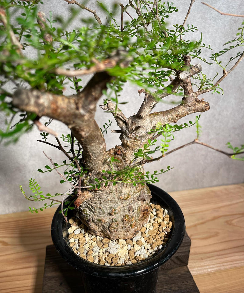 オペルクリカリア パキプス Operculicarya Pachypus 発根済 丸型 塊