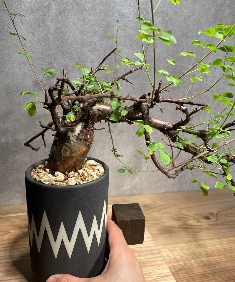 コミフォラ ボラネンシス 発根済み コミフォラ ボラネンシス 発根済み 灌木 コーデックス 観葉植物