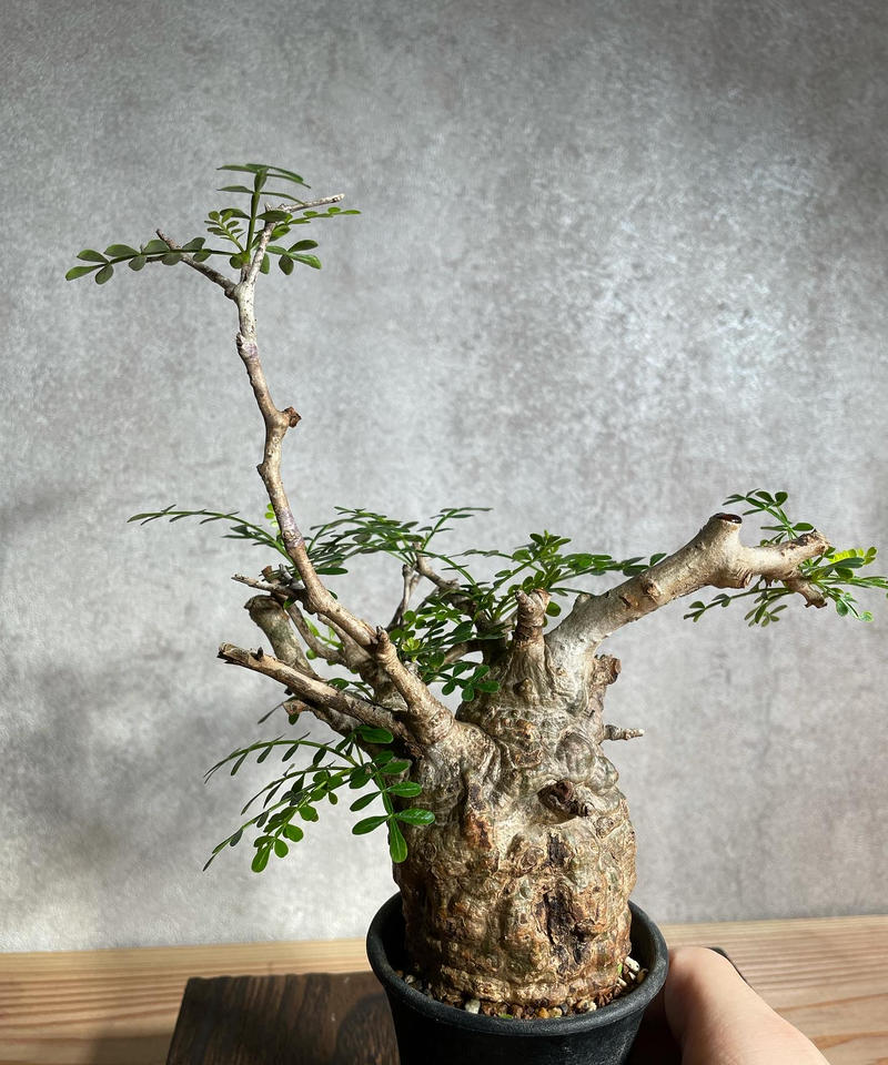 オペルクリカリア パキプス Operculicarya Pachypus 発根済 浅鉢用手乗り