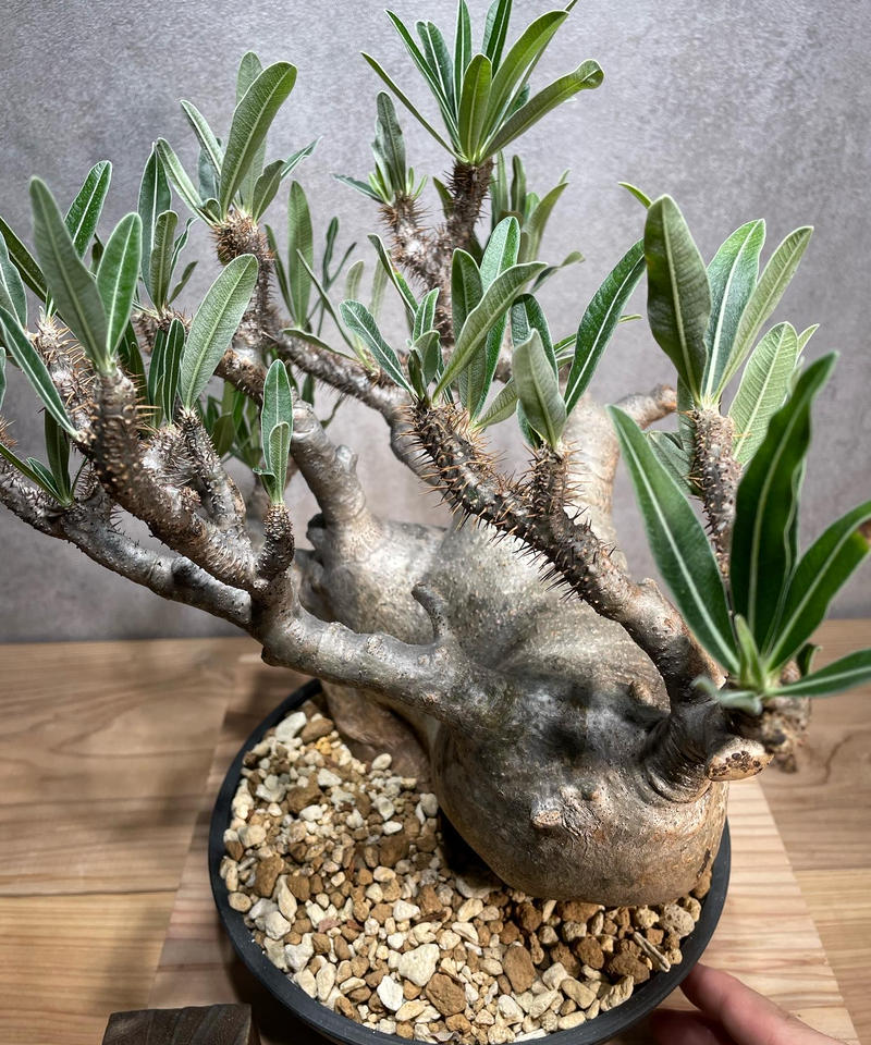 パキポディウム グラキリス Pachypodium Gracilius 発根済 商品番号g