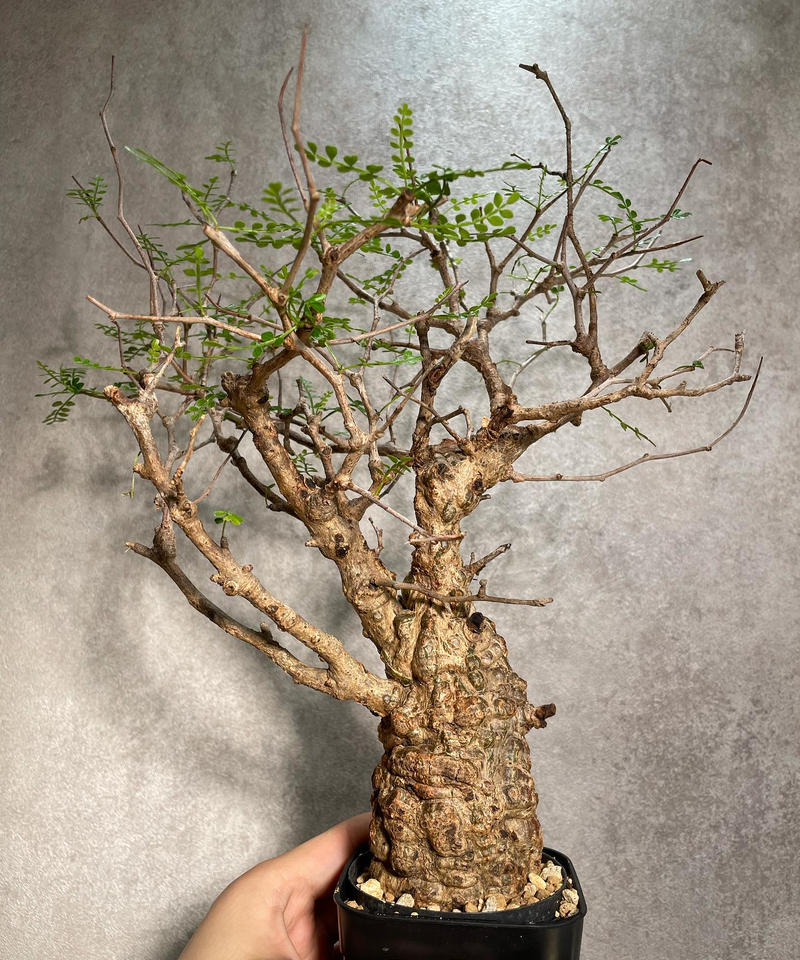 メーカー在庫少、売り切れ時はご容赦ください 早い者勝ち！ 新鮮