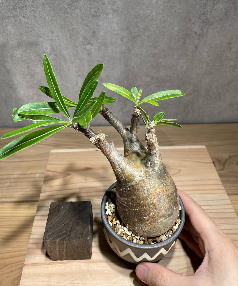 パキポディウム グラキリス Packypodium gracilius 現地株 title『パキポディウム グラキリス 現地球 良型 抜き苗発送 2020