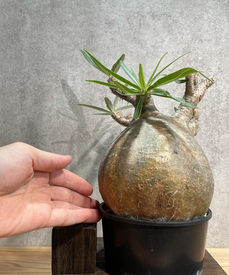 パキポディウム グラキリス Pachypodium Gracilius 発根済 塊根幅14