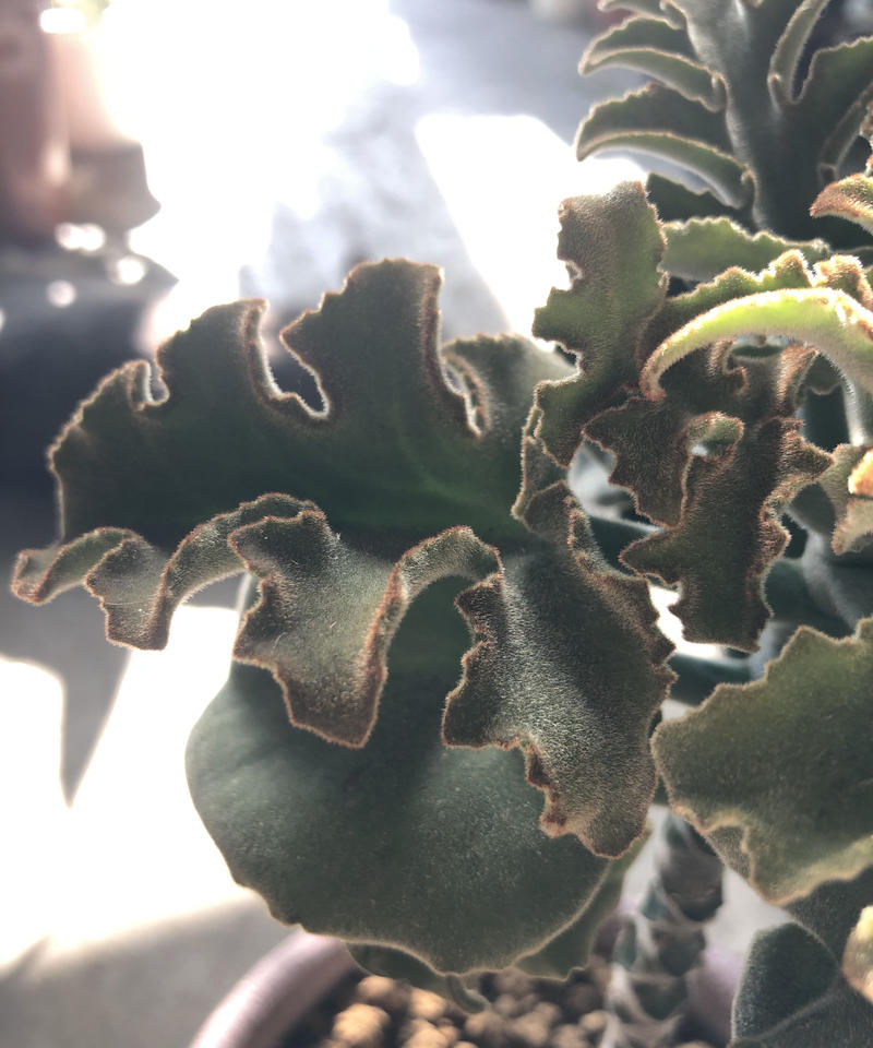 1点もの Kalanchoe Behalensis カランコエ ベハレンシス ミニマ