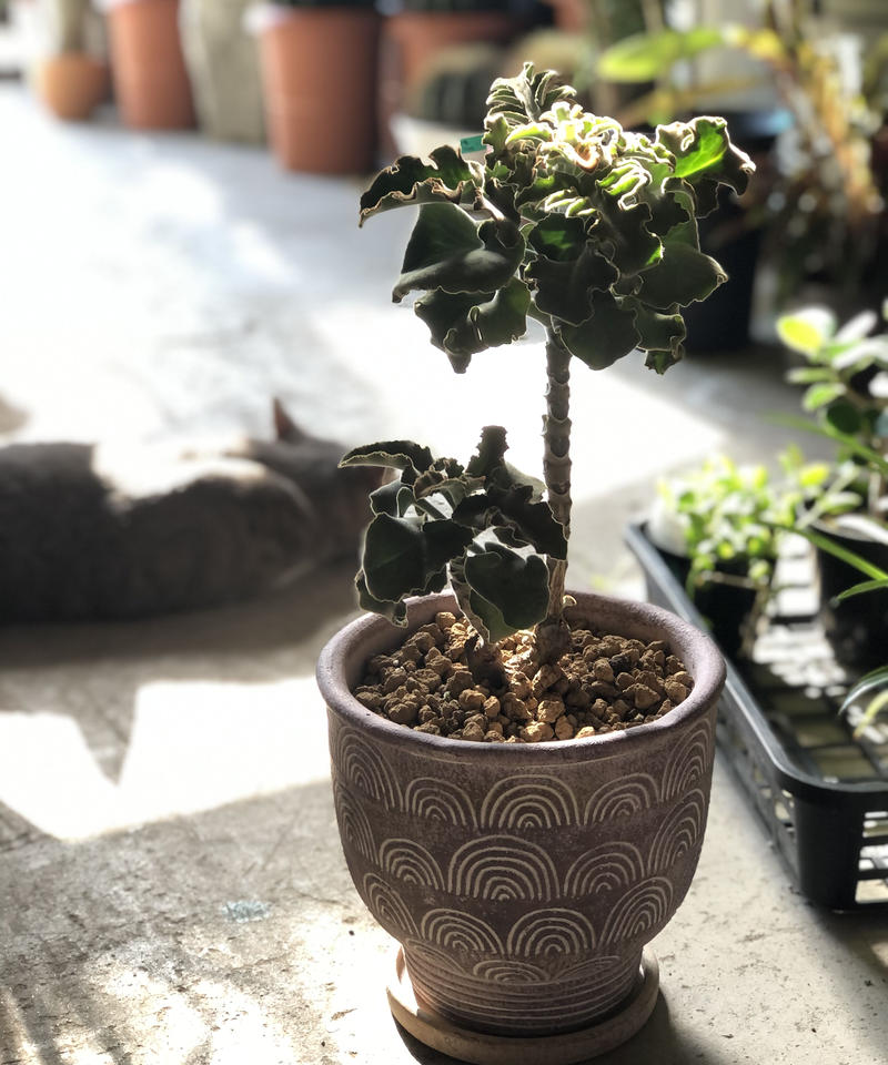 1点もの Kalanchoe Behalensis カランコエ ベハレンシス ミニマ