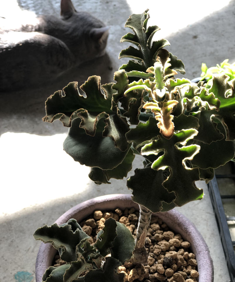 1点もの Kalanchoe Behalensis カランコエ ベハレンシス ミニマ