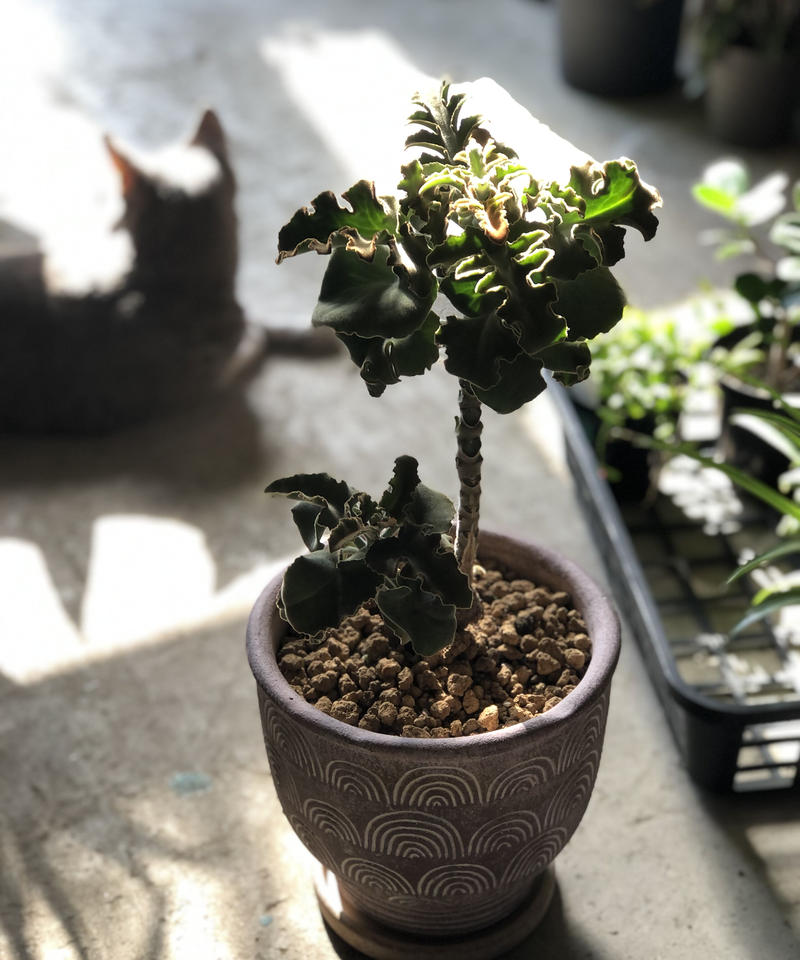 1点もの Kalanchoe Behalensis カランコエ ベハレンシス ミニマ