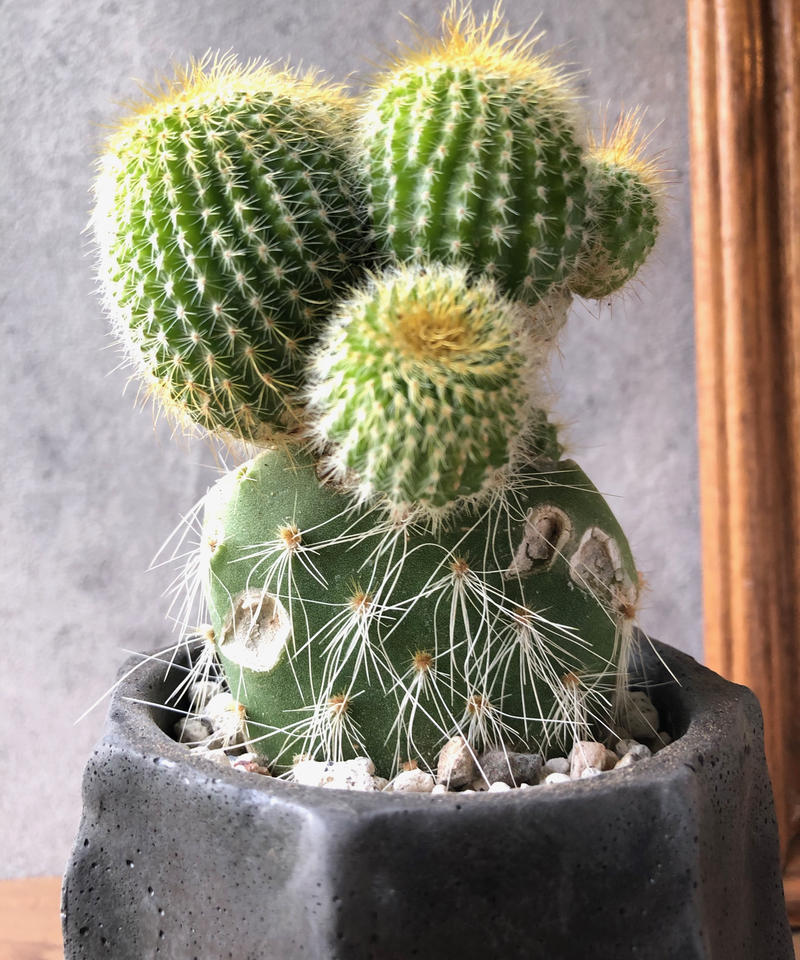 1点もの Eriocactus Leninghausii 金晃丸 接木 Monkey