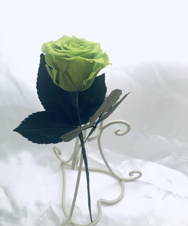 プリザーブドフラワー 緑の薔薇のふんわり一輪ラッピング 世都華