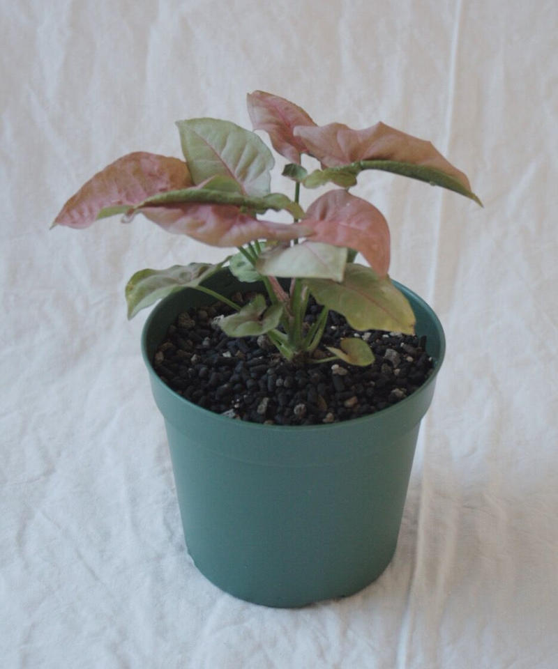 観葉植物 シンゴニウム ネオン 通販 ネオン