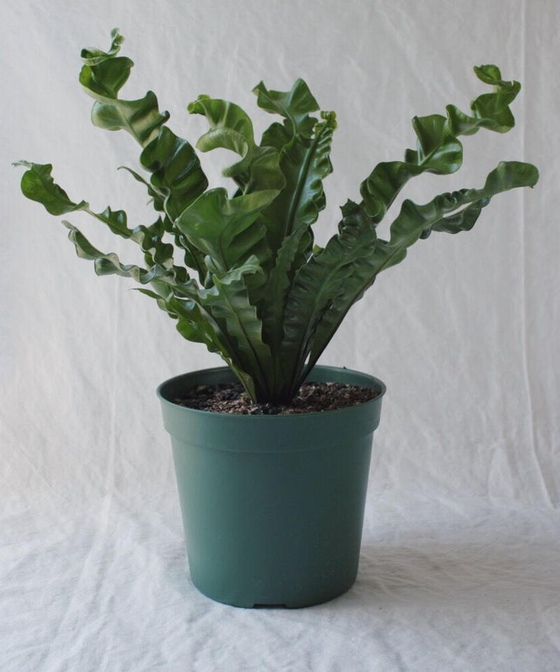 アスプレニウム タニワタリ プリカーツム アカキ Spi