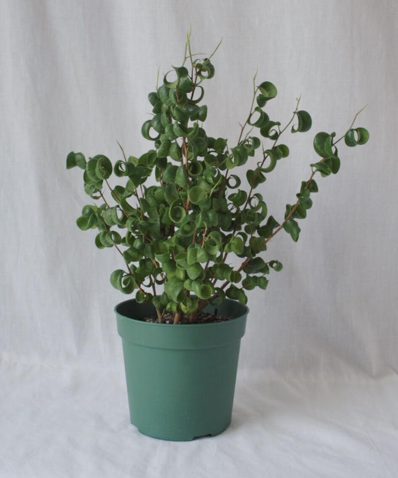 フィカス ベンジャミン バロック Spi