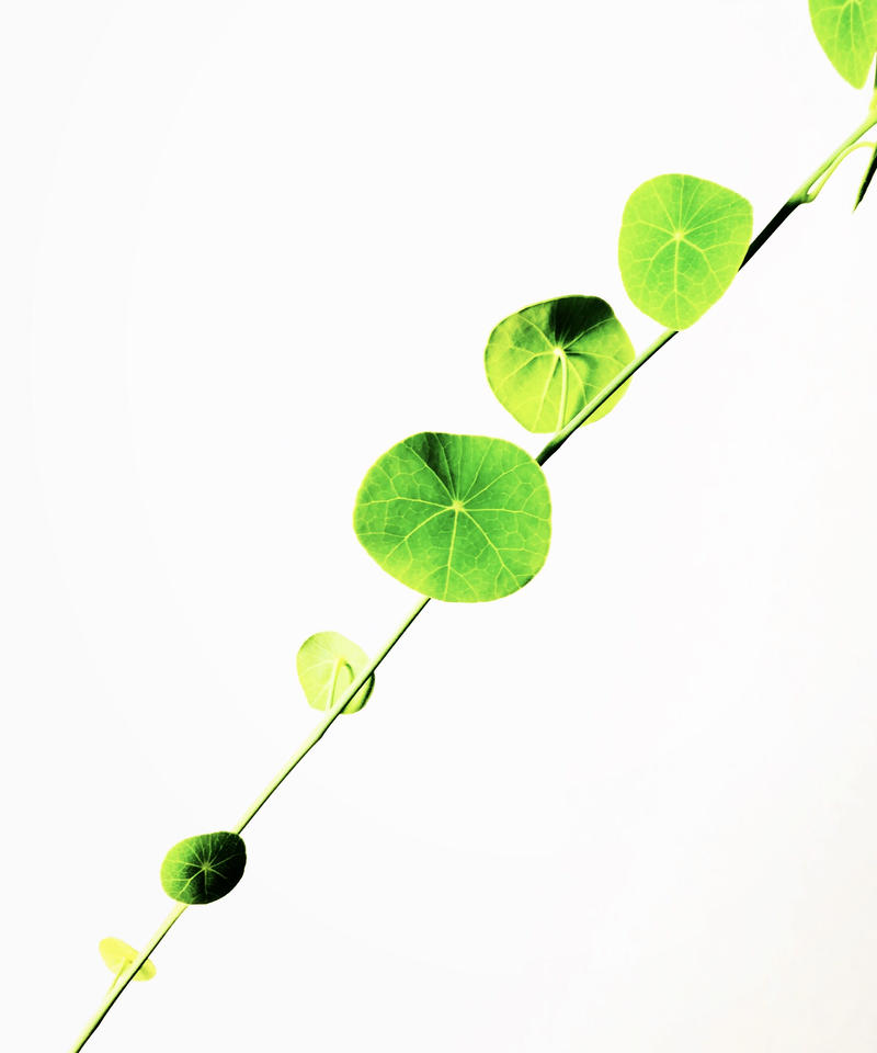 植物と音楽と Am T Roots