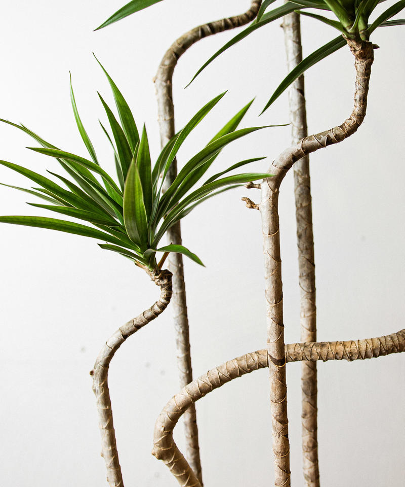 Dracaena Navi ドラセナ ナビー Tiana Store