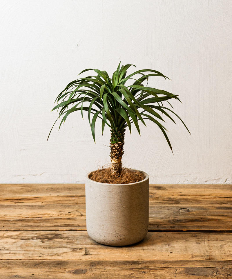 Yucca Desmetiana ユッカ デスメティアナ Tiana Store Yucca Desmetiana ユッカ デスメティアナ Tiana Store