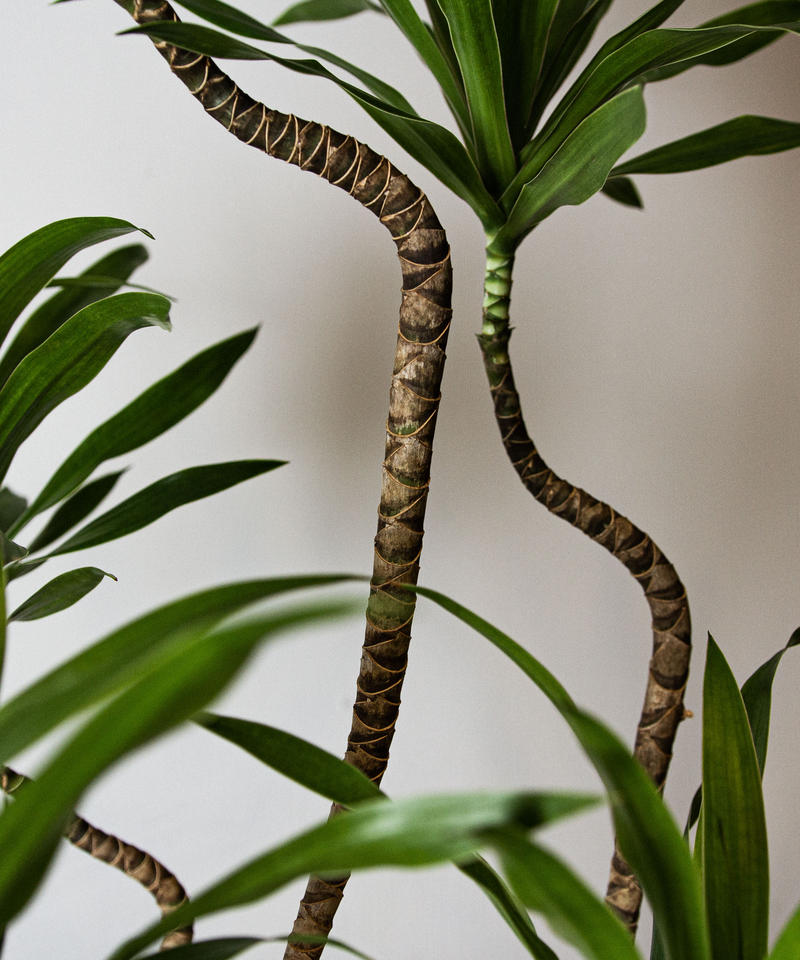 Dracaena Navi ドラセナ ナビー Tiana Store