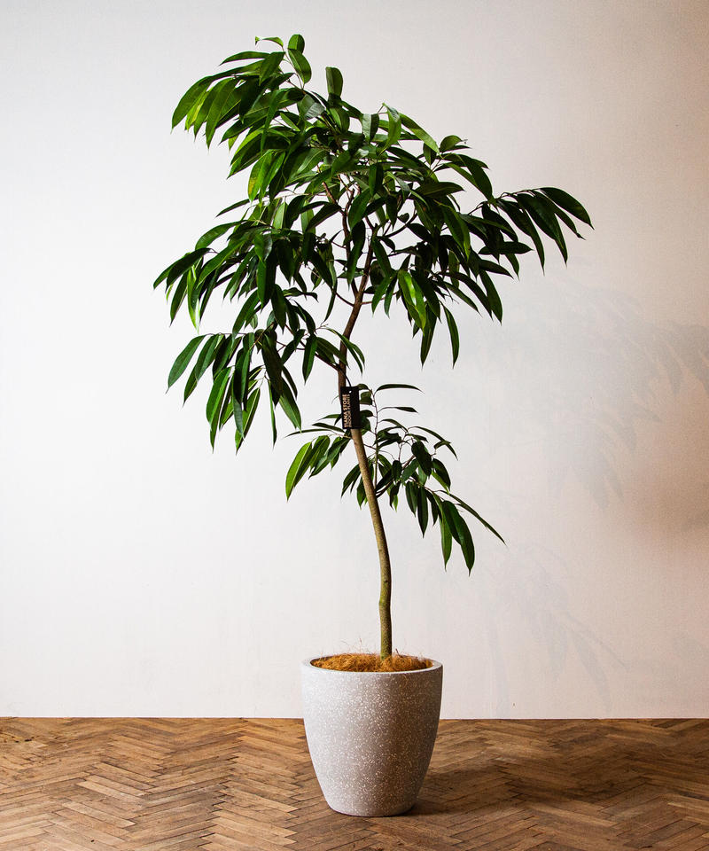 Ficus Amsterdam フィカス アムステルダム Tiana Store Ficus Amsterdam フィカス アムステルダム Tiana Store