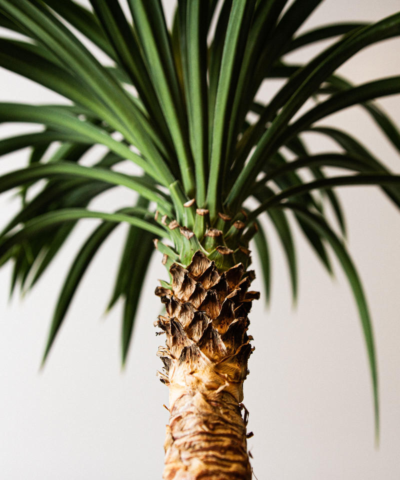 Yucca Desmetiana ユッカ デスメティアナ Tiana Store Yucca Desmetiana ユッカ デスメティアナ Tiana Store