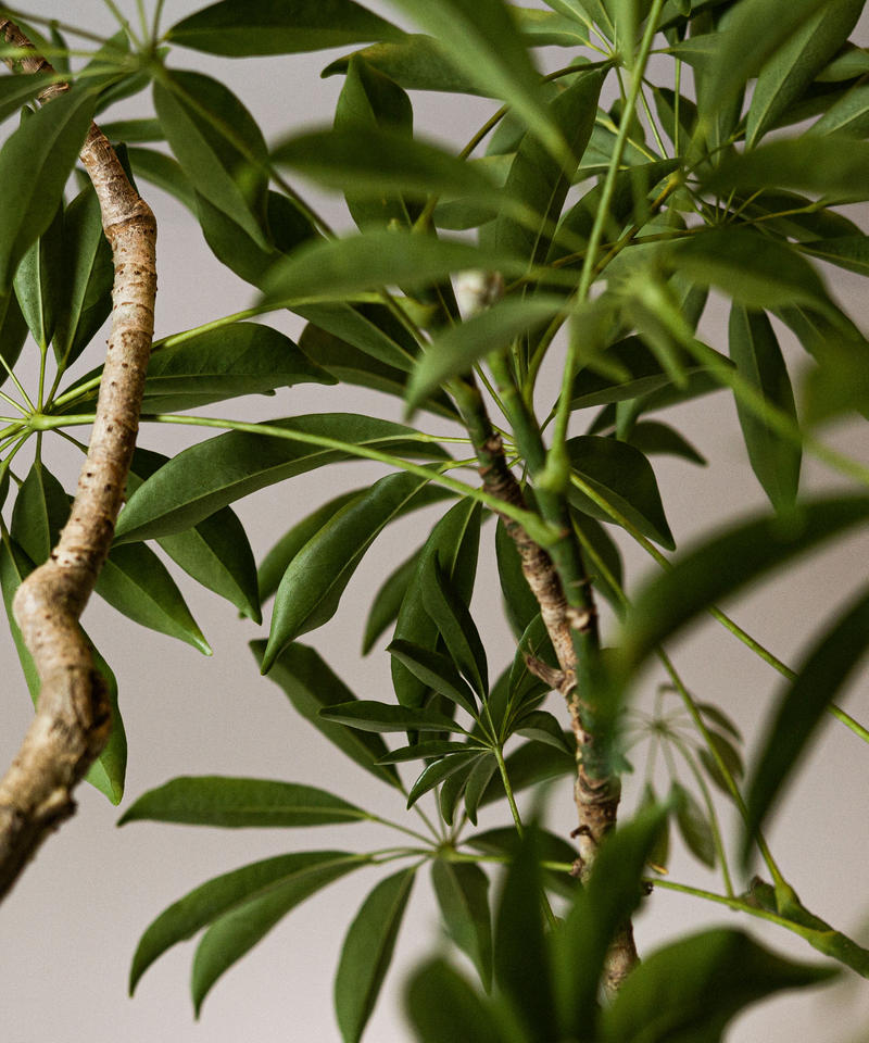 Schefflera Arboricola シェフレラ アルボリコラ Tiana Store