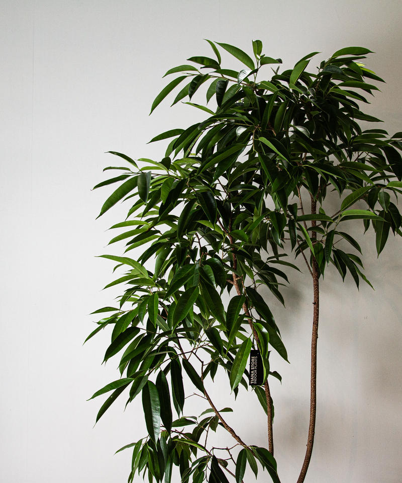 Ficus Amsterdam フィカス アムステルダム Tiana Store Ficus Amsterdam フィカス アムステルダム Tiana Store