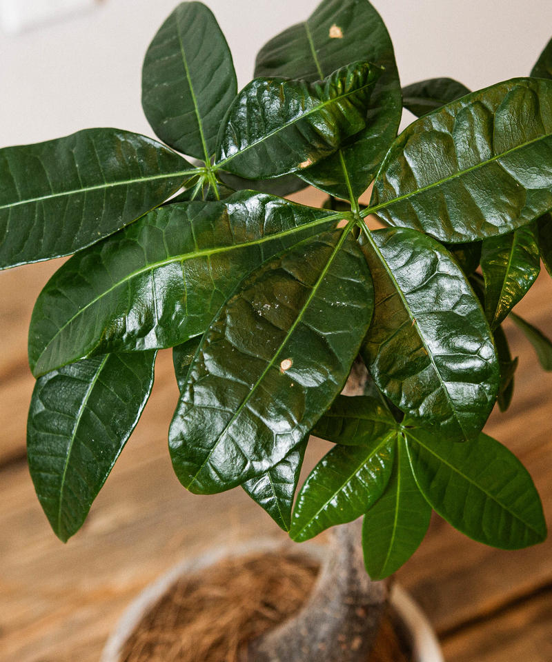 Pachira Glabra パキラ グラブラ Tiana Store