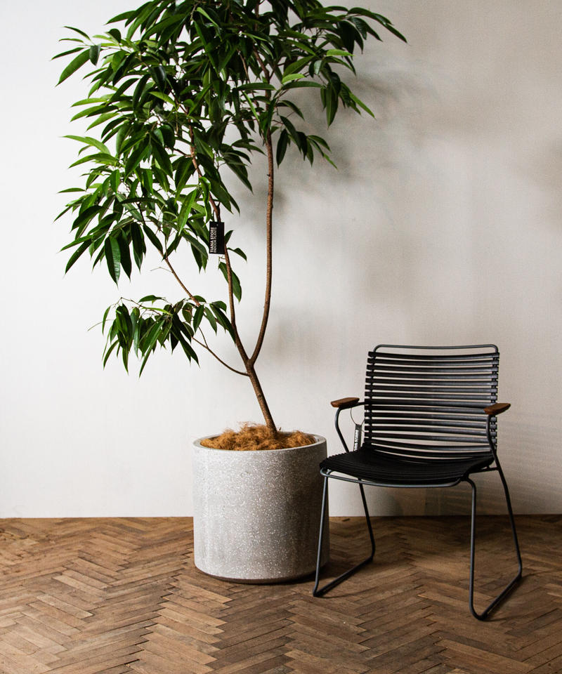 Ficus Amsterdam フィカス アムステルダム Tiana Store Ficus Amsterdam フィカス アムステルダム Tiana Store