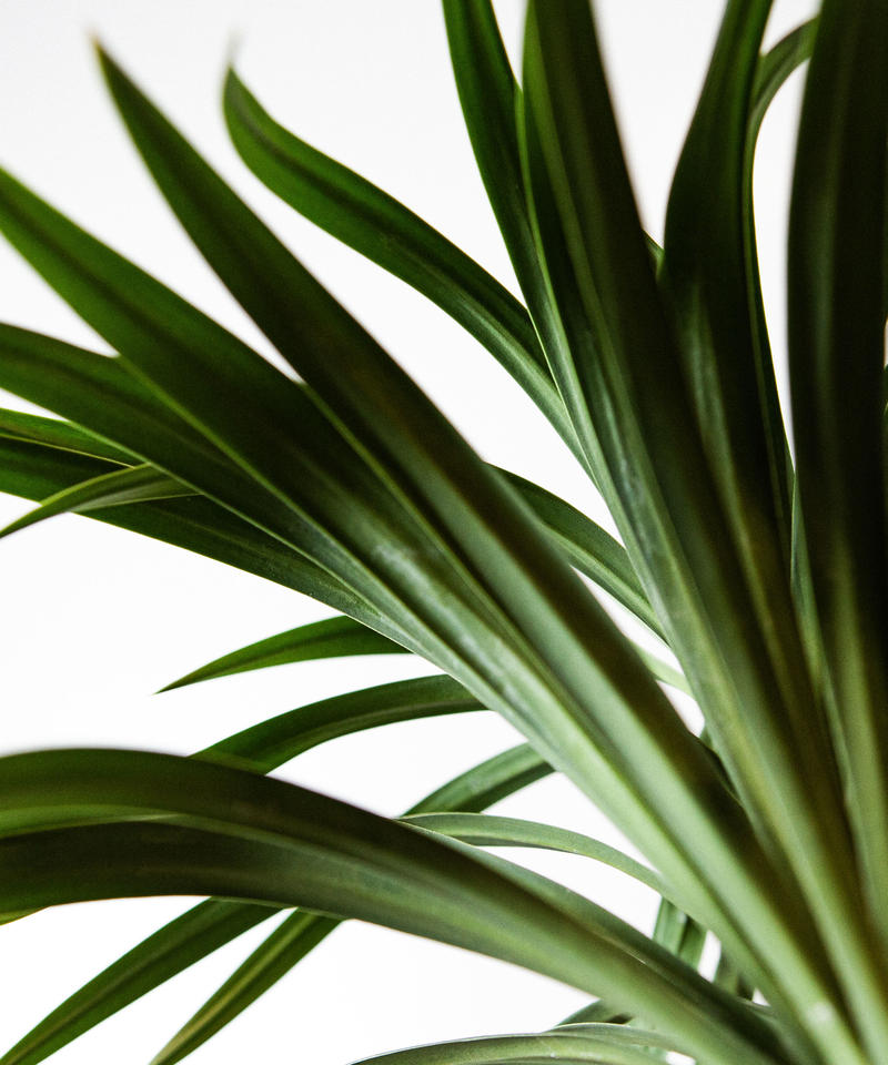 Yucca Desmetiana ユッカ デスメティアナ Tiana Store Yucca Desmetiana ユッカ デスメティアナ Tiana Store