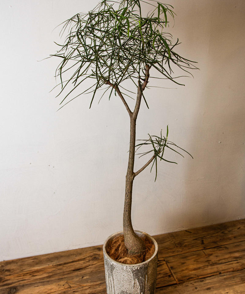 Brachychiton Rupestris ブラキキトン ルペストリス Tiana