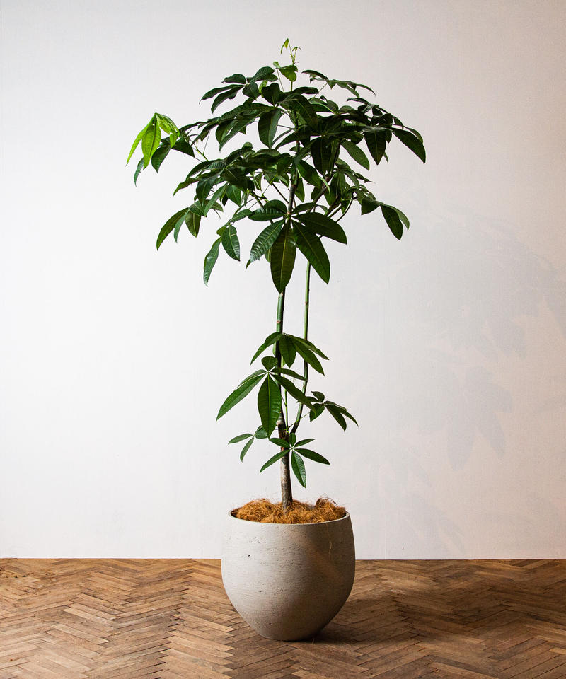 Pachira Glabra パキラ グラブラ Tiana Store