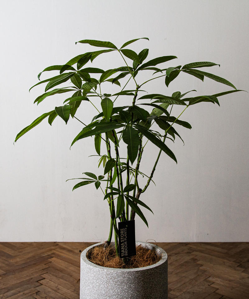 Pachira Glabra パキラ グラブラ Tiana Store