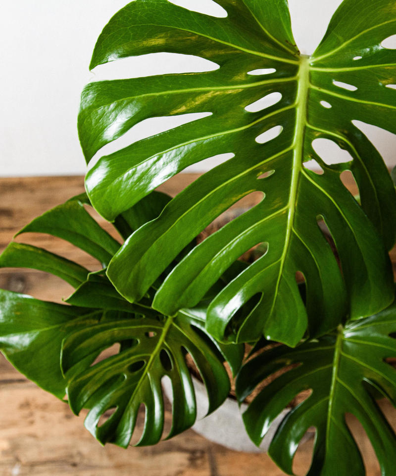 Monstera Adansonii モンステラ アダンソニー Tiana Store