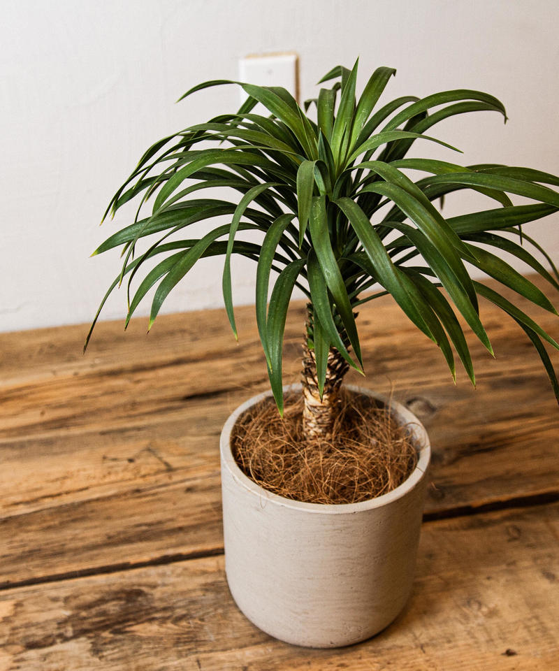 Yucca Desmetiana ユッカ デスメティアナ Tiana Store Yucca Desmetiana ユッカ デスメティアナ Tiana Store