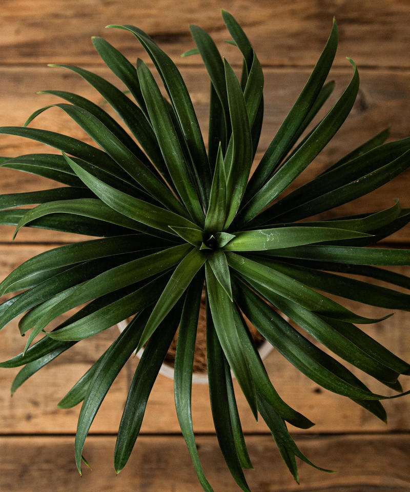 Yucca Desmetiana ユッカ デスメティアナ Tiana Store Yucca Desmetiana ユッカ デスメティアナ Tiana Store