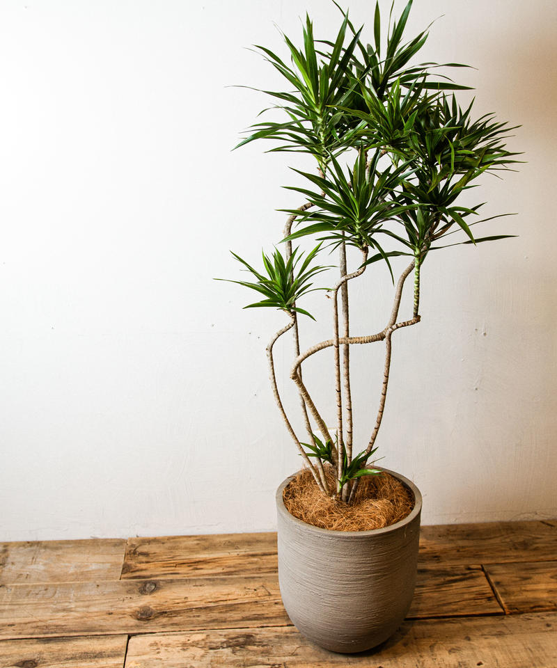 Dracaena Navi ドラセナ ナビー Tiana Store