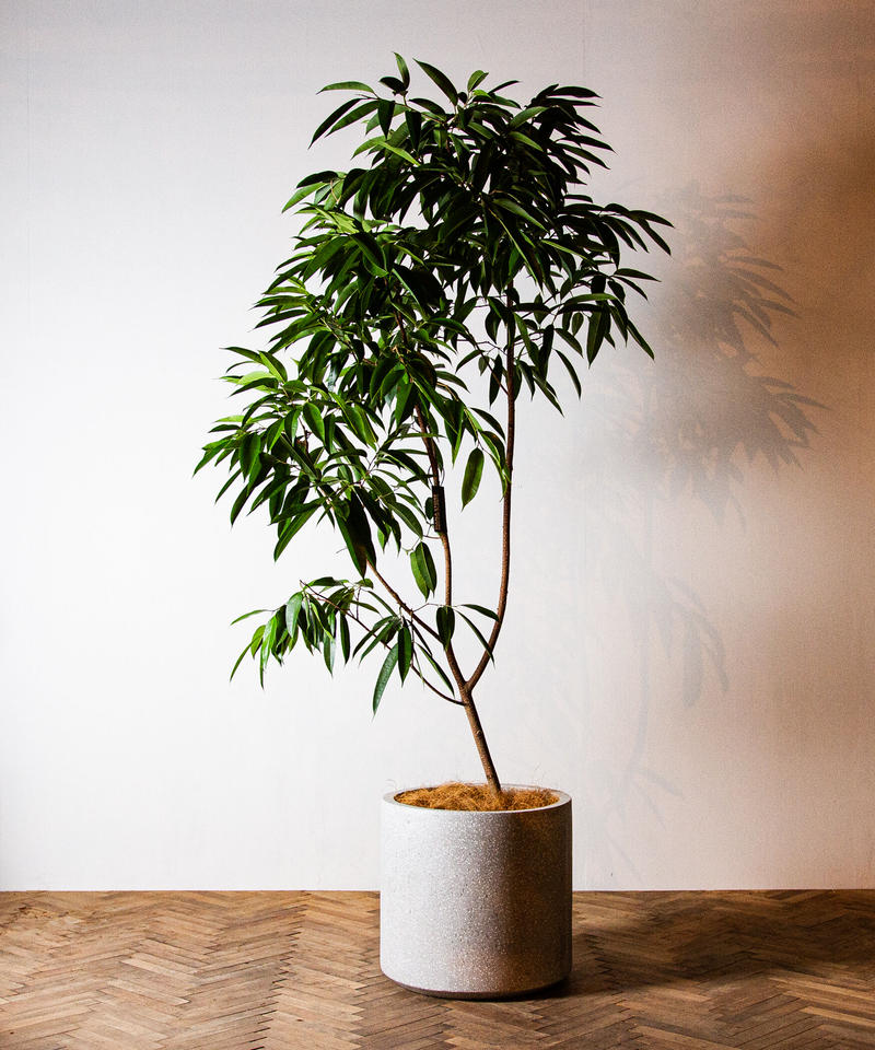 Ficus Amsterdam フィカス アムステルダム Tiana Store Ficus Amsterdam フィカス アムステルダム Tiana Store