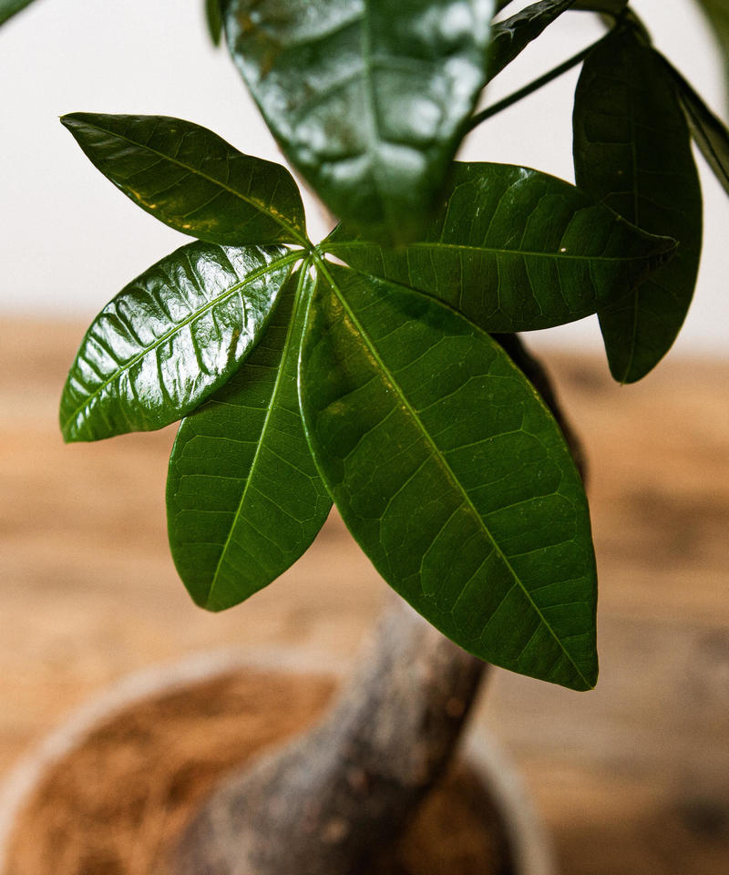 Pachira Glabra パキラ グラブラ Tiana Store