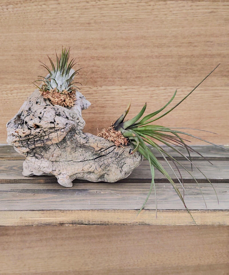 流木エアプランツ置き型1211 Toa Succulent 流木エアプランツ置き型1211 Toa Succulent
