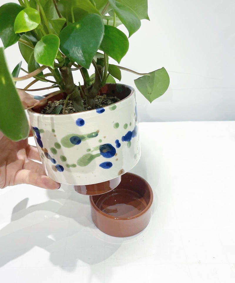 観葉植物 ペペロミア ジェイド Caraminc Paint Pot Too G