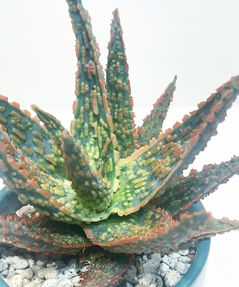 観葉植物 アロエ フラミンゴ Sylinder Mat Pot Green To